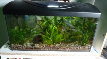 54 litre Amazonien