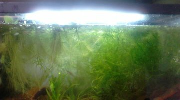 50L Xypho continens