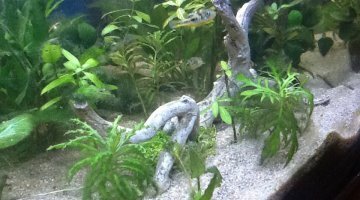 Tetraodon travancoricus