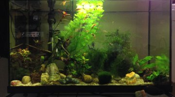 60L Platyland