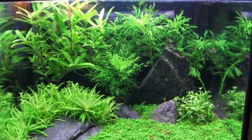 Nano Bac Spé Tetraodon Travans