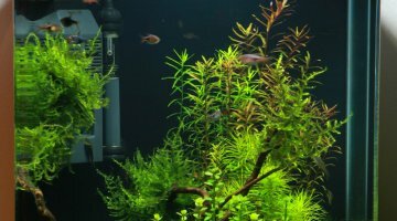 Nano 30L Red