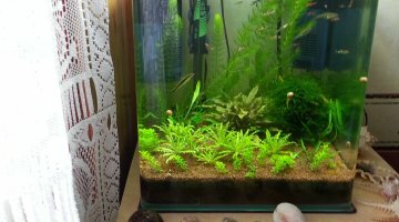 Nano Dennerle 30L