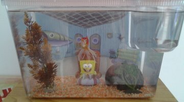 30L, 1 poisson voile de chine