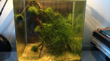 10L, sp red fire
