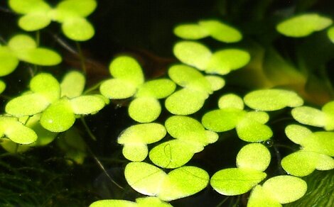 Lentille d'eau Lemna minor