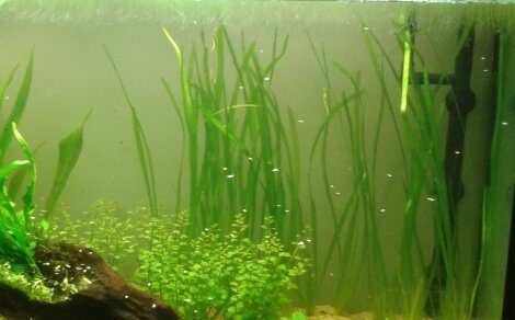Vallisneria spiralis
