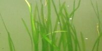 Vallisneria spiralis