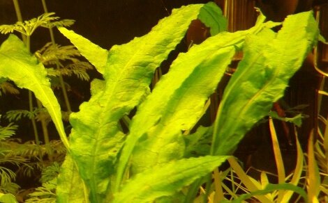 Fougère de Java Microsorum pteropus