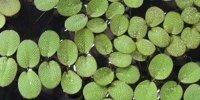 Salvinia natans