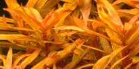 Ammannia Gracilis