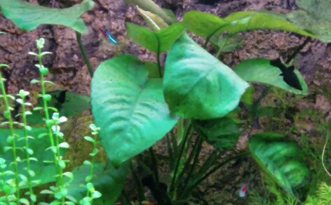Anubia barteri