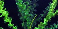 Aponogeton Capuronii