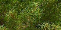 Bacopa Myriophylloides
