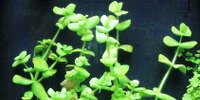 Bacopa Rotundifolia