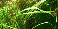 Cryptocoryne Crispatula