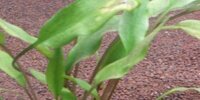 Cryptocoryne Lutea