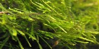 Vesicularia Dubyana