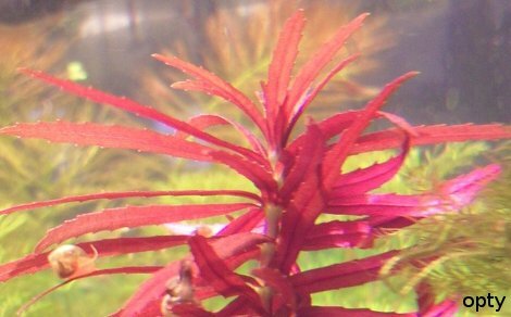 Ambulie aromatique Limnophila Aromatica