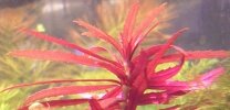 Ambulie aromatique Limnophila Aromatica