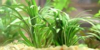 Ophiopogon kyoto