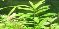 Hygrophila polysperma Rosanervig