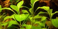 Lobelia Cardinalis var. Petite