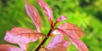 Ludwigia repens x arcuata