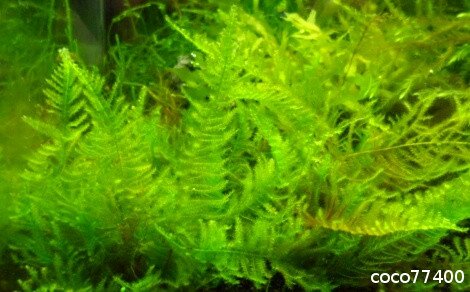 Christmas moss | X moss Vesicularia Montagnei