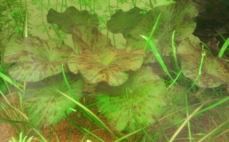 Nymphaea lotus