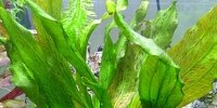Echinodorus Ozelot