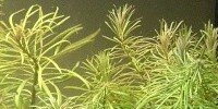 Eusteralis stellata