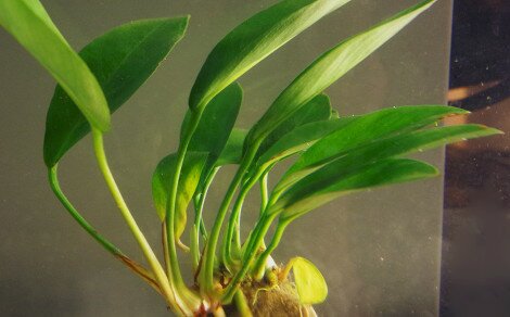 Anubia congensis