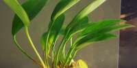 Anubia congensis