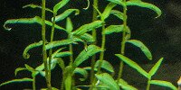 Murdannia keisak