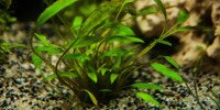 Cryptocoryne Nevillii