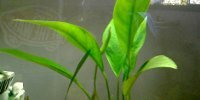 Anubia barteri var. angustifolia