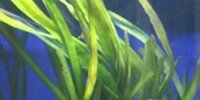 Vallisneria gigantea