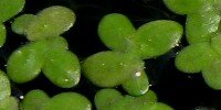 Lentille d'eau naine Wolffia arrhiza