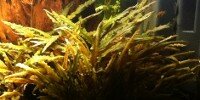 Cryptocoryne Wendtii brown