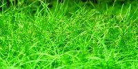 Eleocharis sp. Mini
