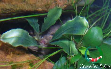 Bucephalandra