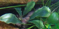 Bucephalandra