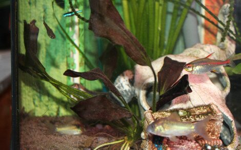 Echinodorus sp. Aflame (Purple Knight)
