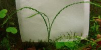 Crinum calamistratum