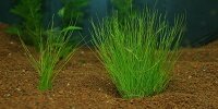 Eleocharis Parvula