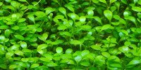 Glosso Glossostigma Elatinoides