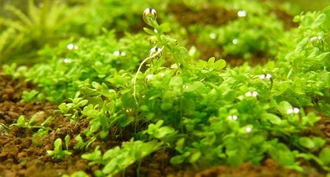 Hemianthus Callitrichoides Cuba