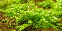 Hemianthus Callitrichoides Cuba