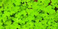 Hydrocotyle Tripartita